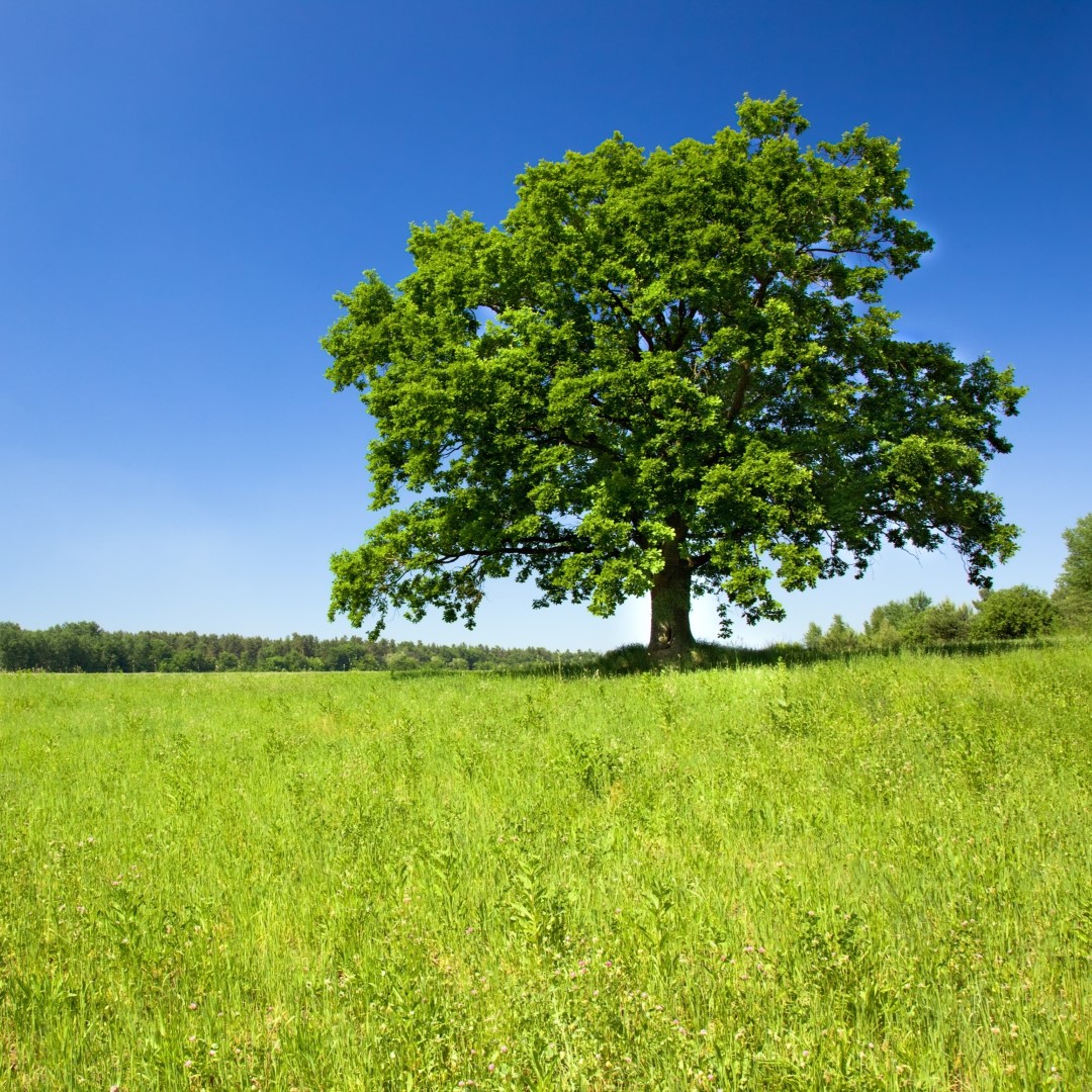 a large green tree in a grassy field