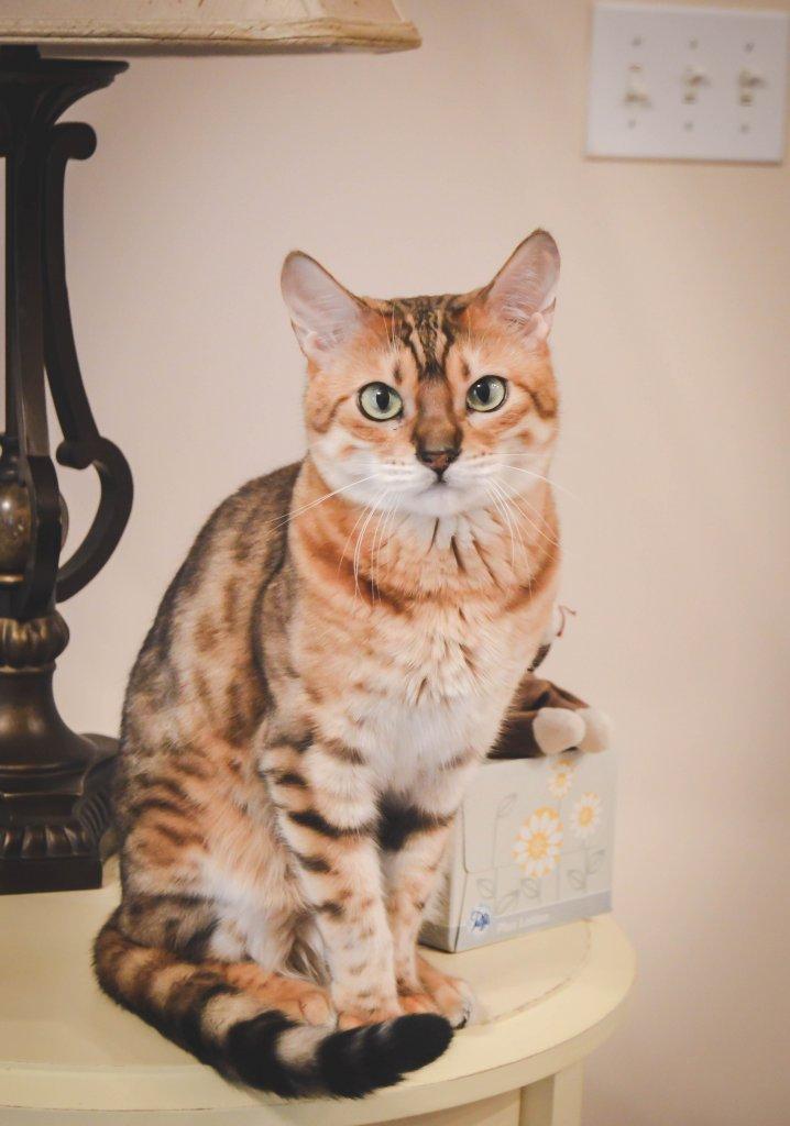 cat sitting on table