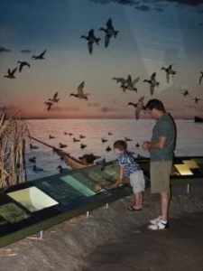 Little boy looking at exhibit displays