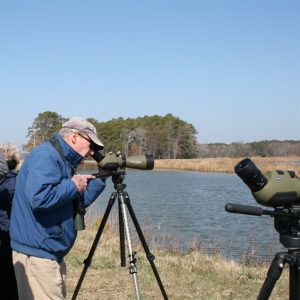 easternshorebirding