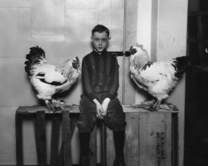 two roosters with child sitting in the middle