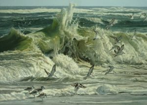 Sanderlings flying around beach