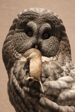 decoy carving competition