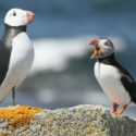 Kress Puffins standing on rock