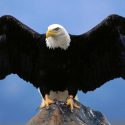 Bald Eagle perched on rock