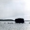 antique decoys Hunters in blinds of Assateague Island