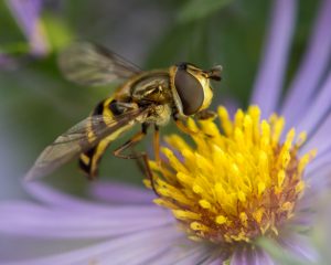 Amateur- 3rd Best in Category- Plants and animals other than birds- Hoverfly by Andrew Gosden