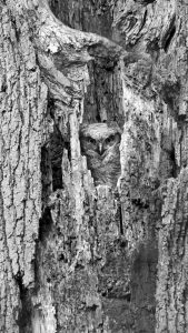 Professional- 3rd in Category- Black and White- Holy Tree by Bob Schamerhorn
