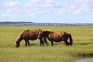 Youth-Honorable Mention- Horses by the Bridge by Sean Richardson