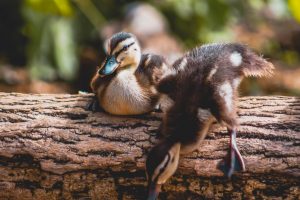 Youth- Honorable Mention- You First by Riley Watson