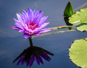 Youth- Honorable Mention- Water Lily Study by Dylan Green