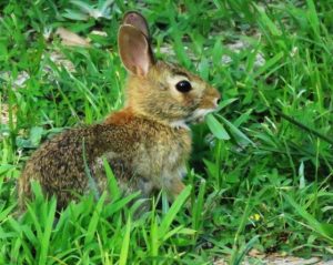 Youth- Honorable Mention- The All-Natural Lawnmower by Timothy Campbell