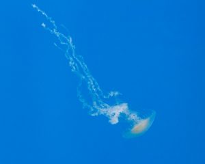 Youth- Honorable Mention- Into the Blue by Marin Green