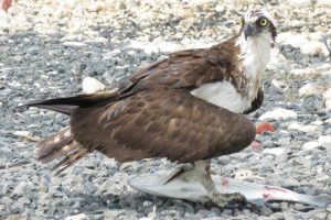 Youth- Honorable Mention- Striped Bass for Dinner by Timothy Campbell