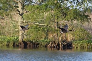 Youth- Honorable Mention- A Pair's Flight by Emily Dize