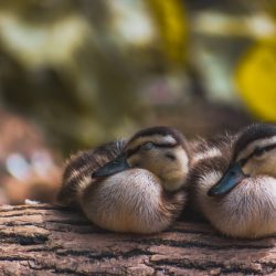 Youth-3rd-Best-in-Category-Baby-Duck-Siblings-by-Riley-Watson.jpg