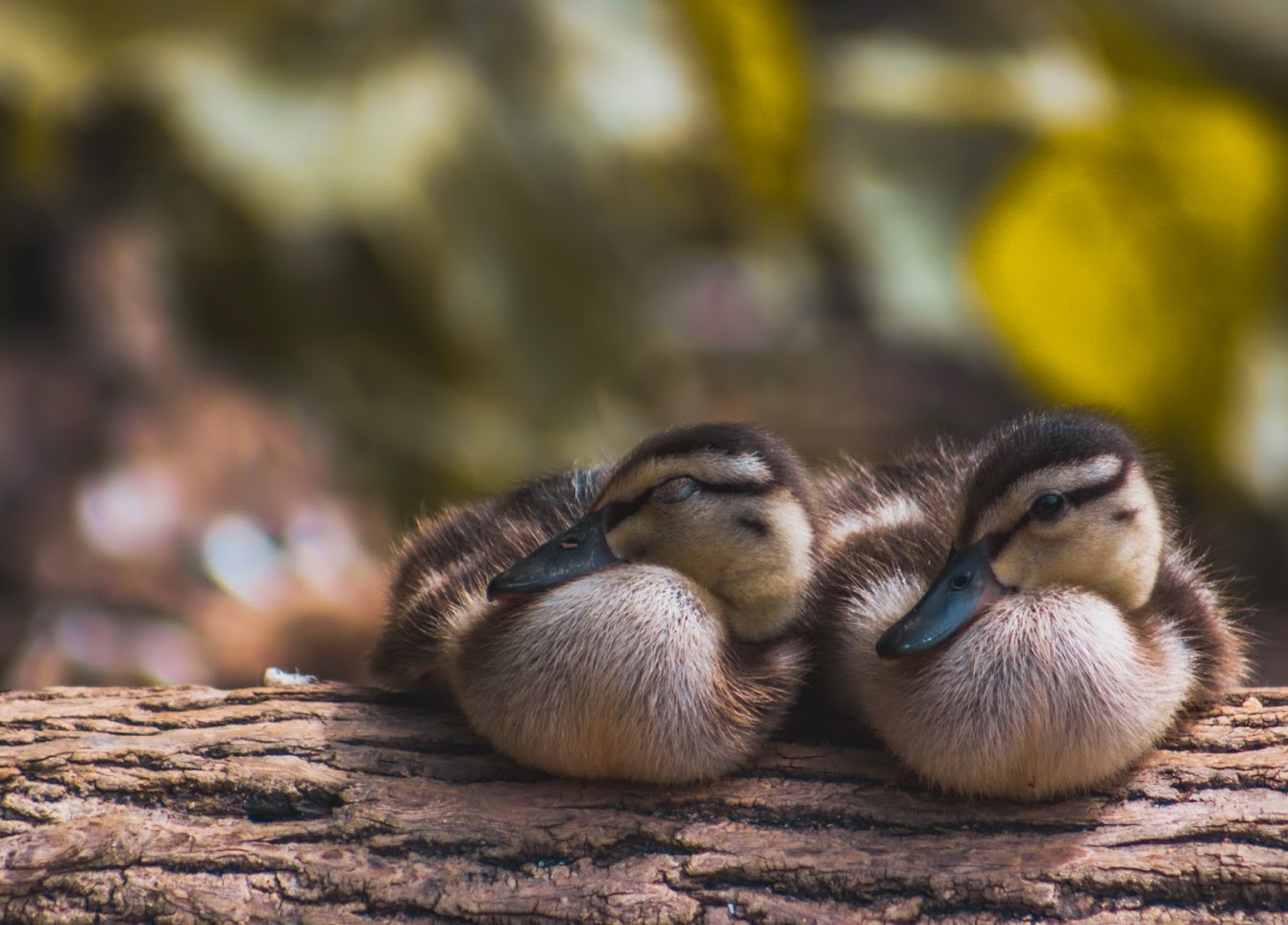 Youth- 3rd Best in Category- Baby Duck Siblings by Riley Watson