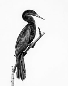 Professional- Best in Division- Audubon Pose by Beamie Young