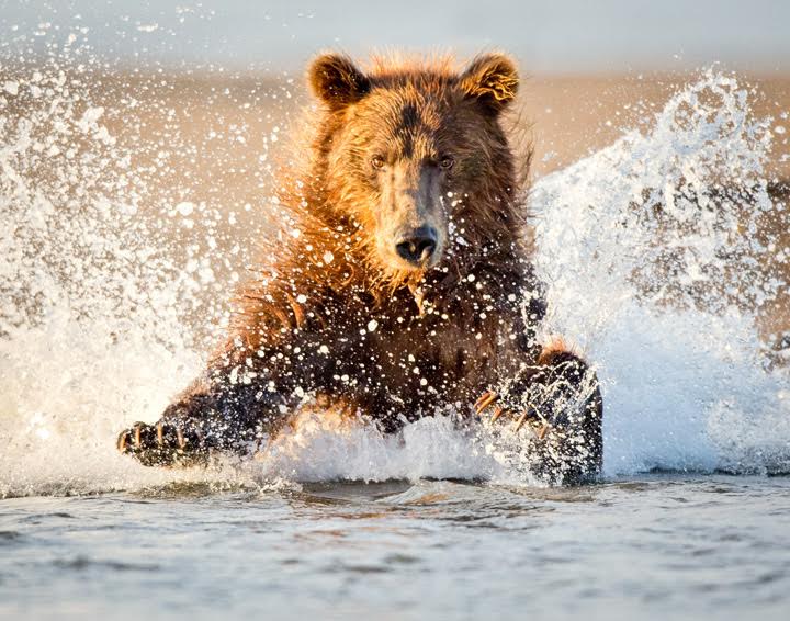 Professional- 3rd in Category- Plants and Animcals- Salmon Attack by Bob Schamerhorn