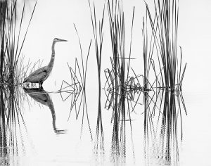 Professional- Best in Category- Birds -Reedscape by Beamie Young
