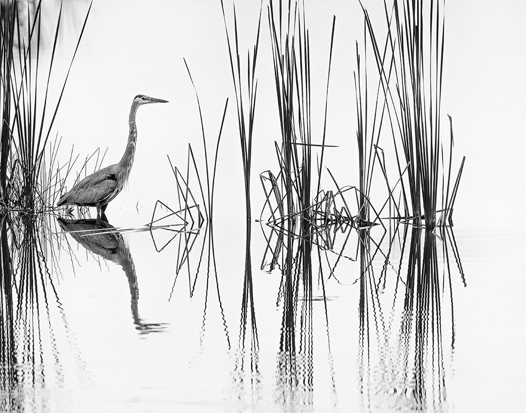 Professional- Best in Category- Birds -Reedscape by Beamie Young