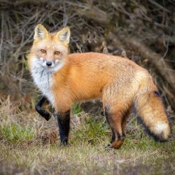 Professional- 2nd Best in Category- Plants and animals other than birds- Fantastic Mr. Fox by John Whaley