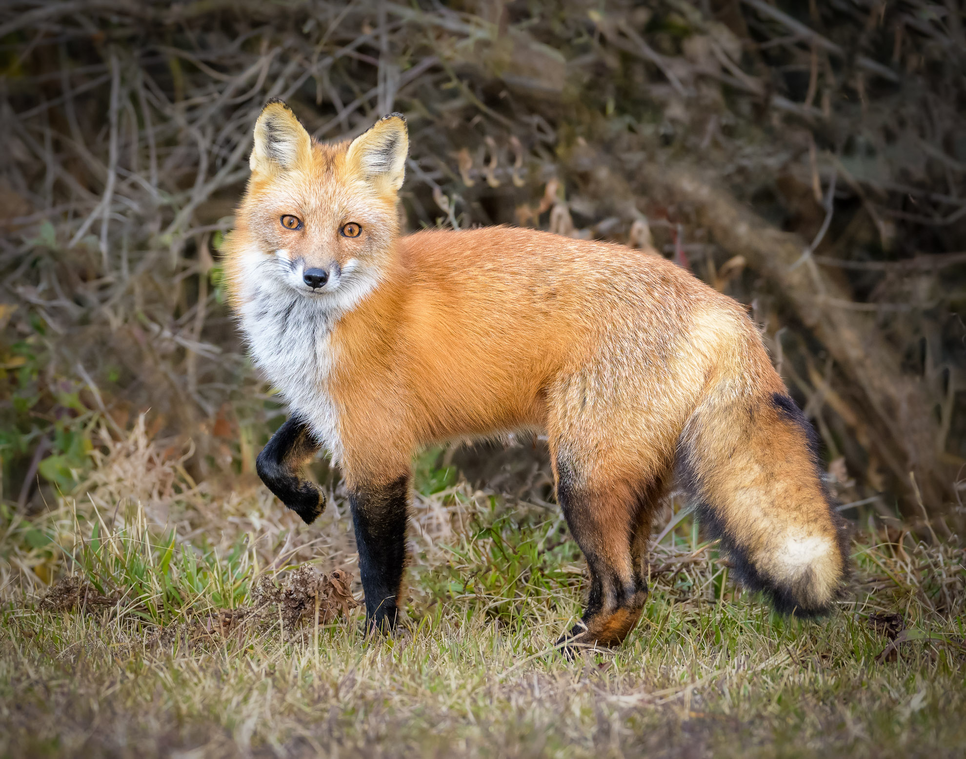Professional- 2nd Best in Category- Plants and animals other than birds- Fantastic Mr. Fox by John Whaley