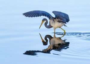Professional- 2nd Best in Category- Birds -Visor by Beamie Young