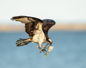 Professional- 1st Best in Category- Birds- In Flight Baggage Check by John Whaley