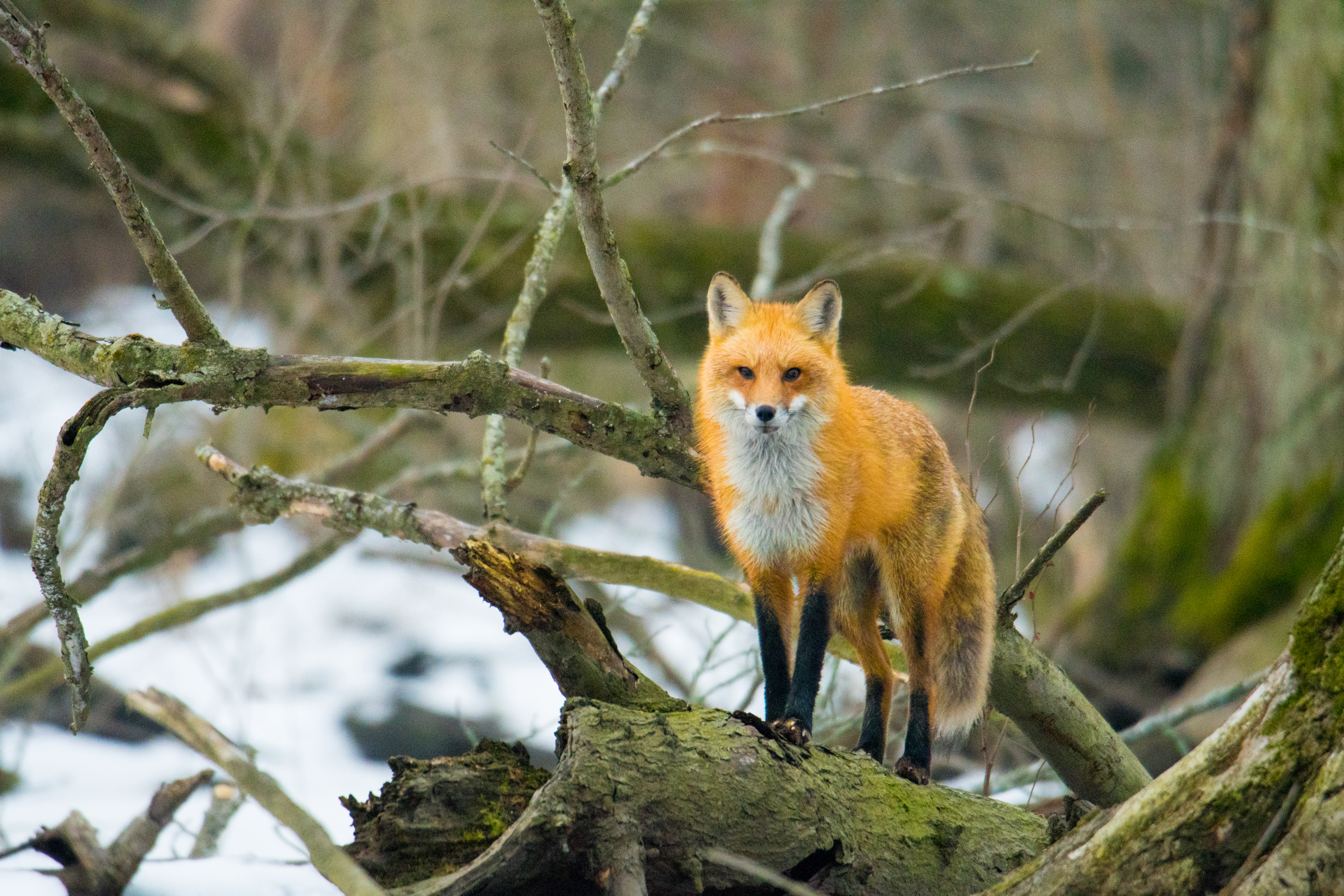 People's Choice - The Fox in the Tree by Russell Taylor III