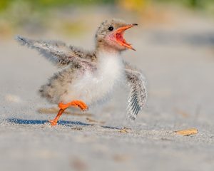 Grand Champion Wait for Me by Kathrin Swoboda
