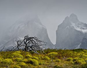 Amateur - Honorable Mention- Landscape Scenery- Windblown by Karl Leck