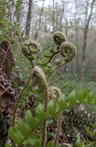 Amateur- Honorable Mention- Unfurling Ferns by Robin Zimmerman