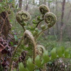 Amateur-Honorable-Mention-Unfurling-Ferns-by-Robin-Zimmerman.jpg
