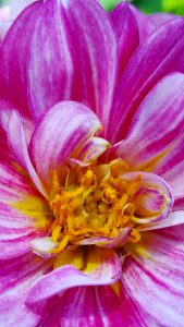 Amateur- Honorable Mention- Smart Device- Waiting for Bee by Stephanie Latham