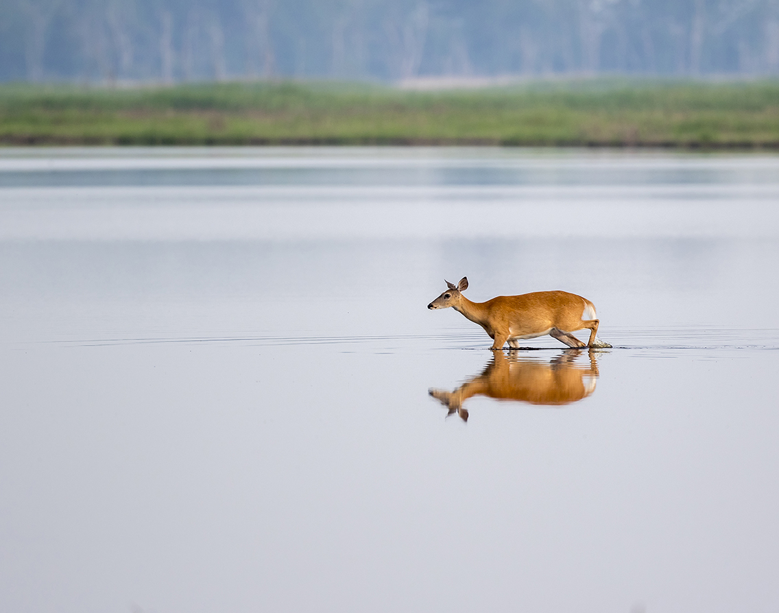 Amateur- Honorable Mention- Plants and Animals-Doe Crossing by Earl Blansfield