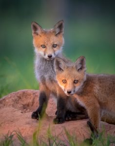 Amateur- Honorable Mention- Plants and animals other than birds- Red Fox Siblings by Jerry amEnde