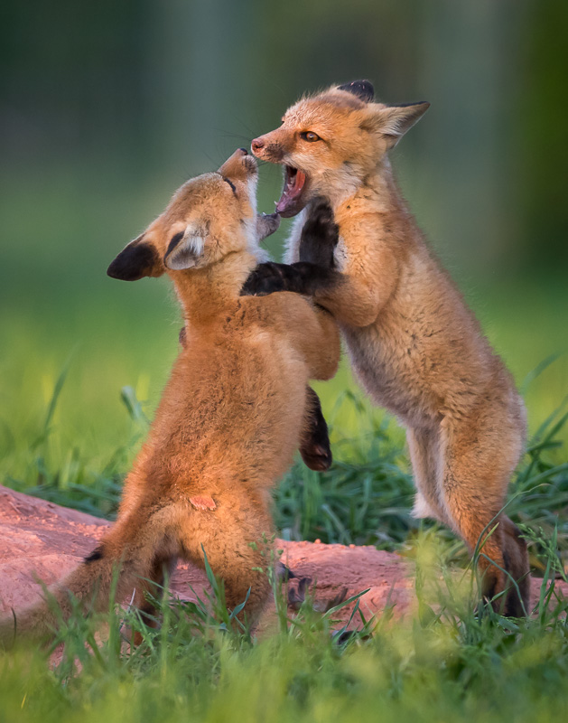 Amateur- Honorable Mention- Plants and animals other than birds- Red Fox Kit Play by Jerry amEnde