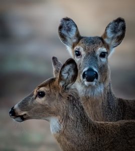 Amateur- Honorable Mention- Plants and animals other than birds- Double Portrait by Marta Nammack