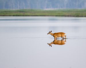 Amateur- Honorable Mention- Plants and animals other than birds- Doe Crossing by Earl Blansfield