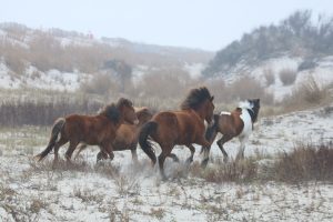 Amateur- Honorable Mention- Plants and Animals- Band on the Run by Ann Richardson