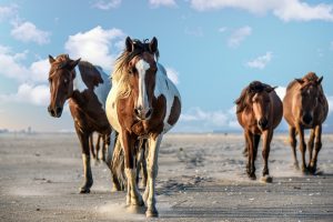 Amateur- Honorable Mention- Plants and Animals- Follow Me by Dona Jung