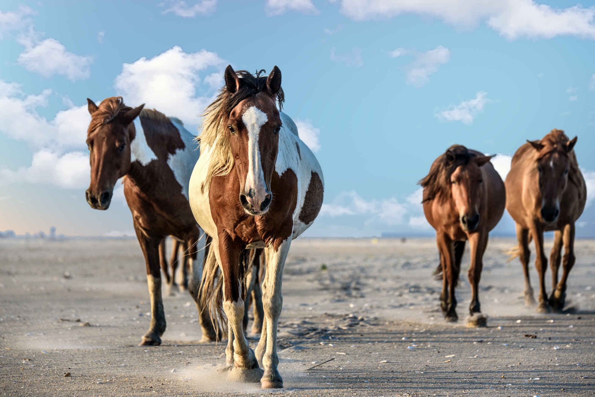 Amateur- Honorable Mention- Plants and Animals- Follow Me by Dona Jung