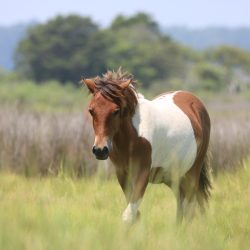 Amateur-Honorable-Mention-Plants-and-Animals-Autumn-Glory-in-the-Marsh-by-Ann-Richardson.jpeg