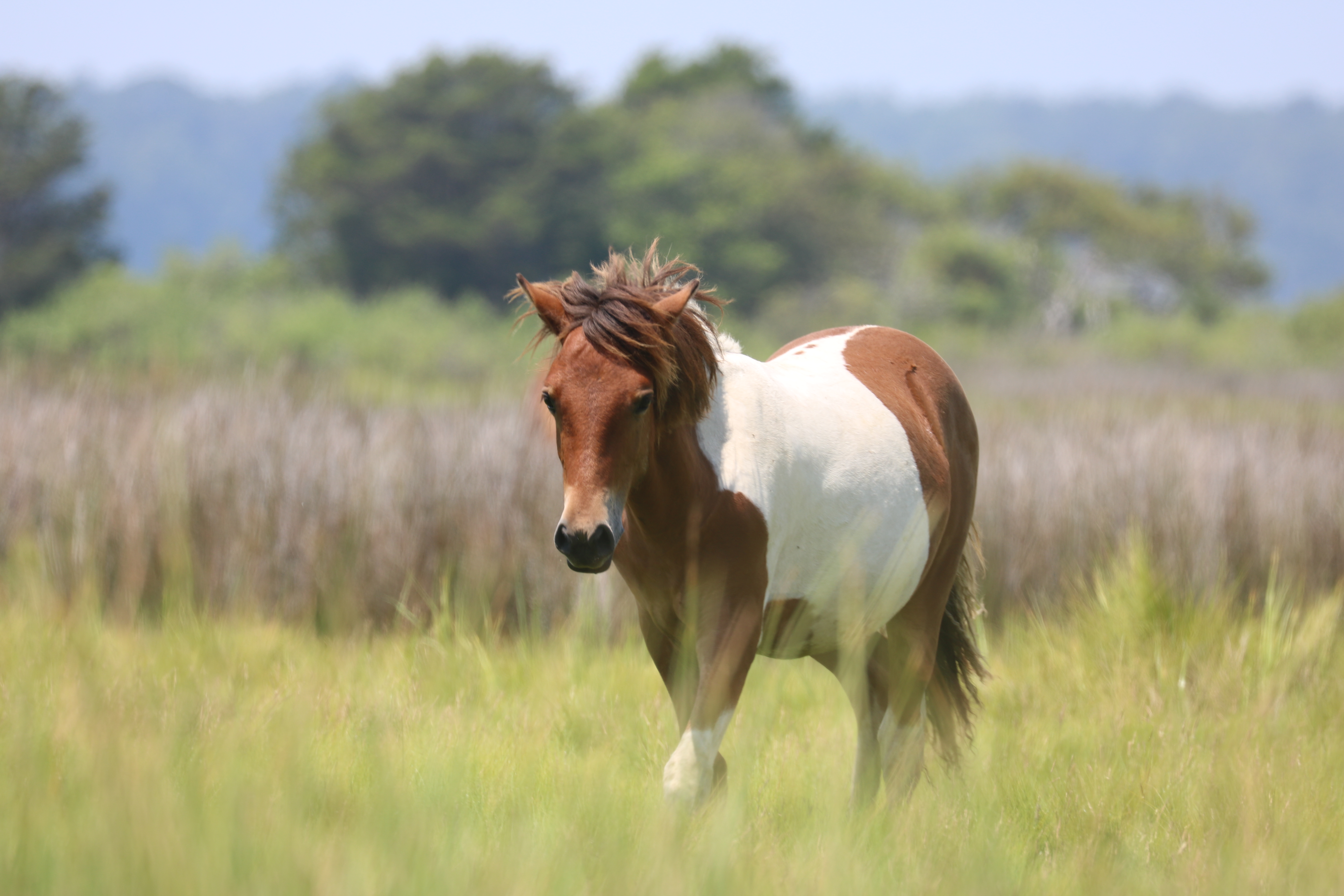 Amateur- Honorable Mention- Plants and Animals- Autumn Glory in the Marsh by Ann Richardson