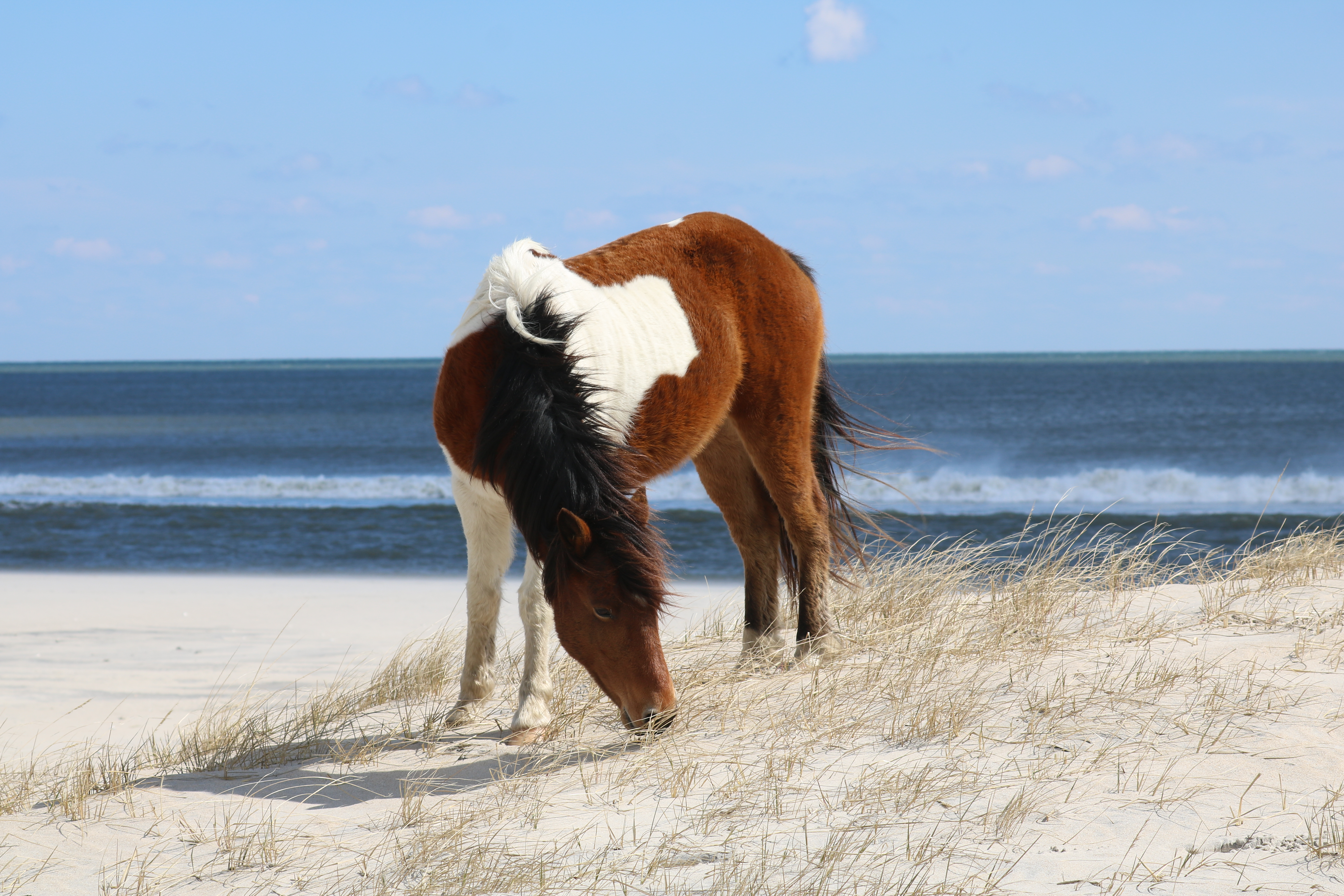 Amateur- Honorable Mention- Plants and Animals- April Star on the Dunes by Ann Richardson