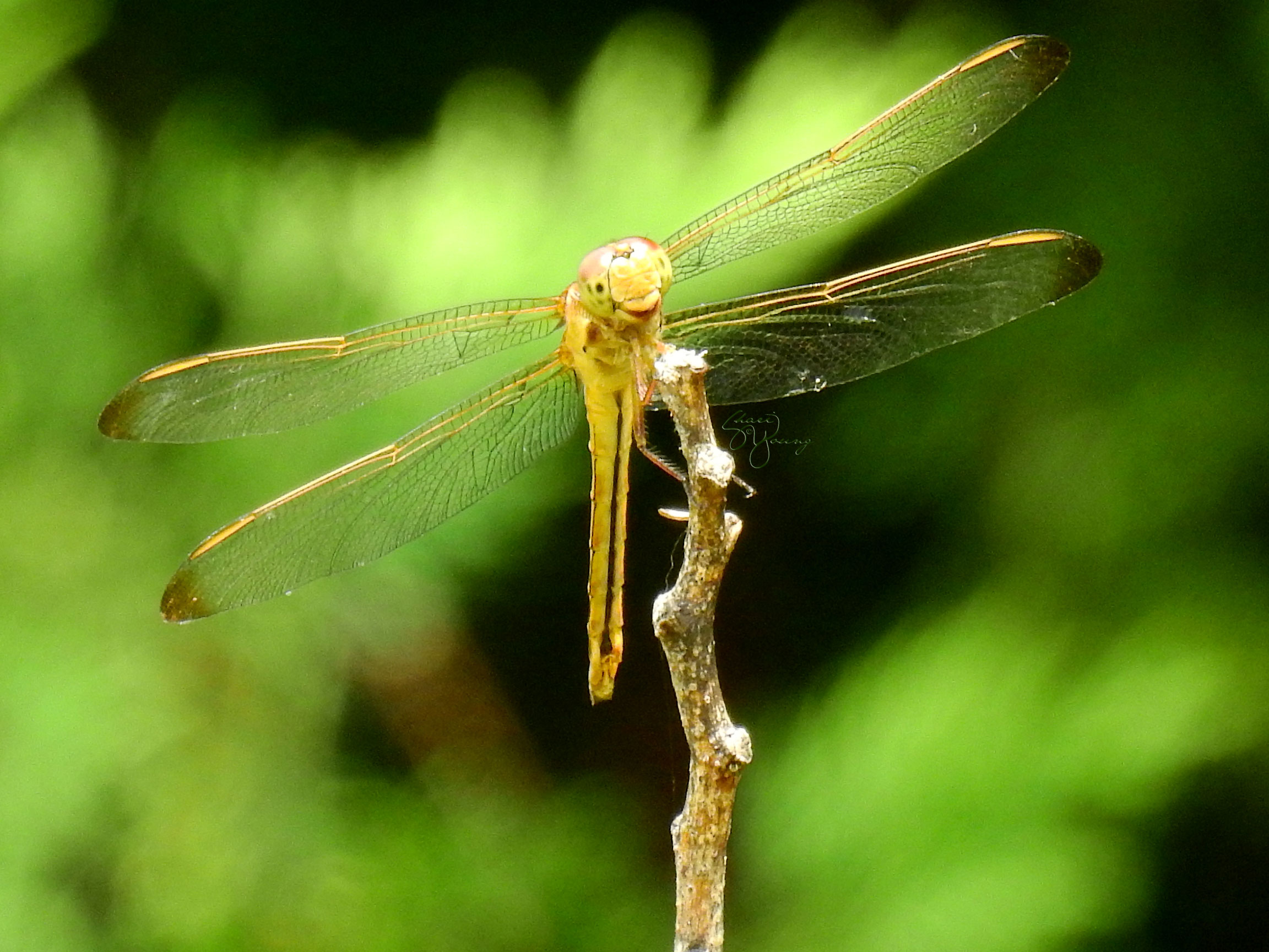 Amateur- Honorable Mention- Nature macro & micro photography- Will You Be My Friend by Sharon Young