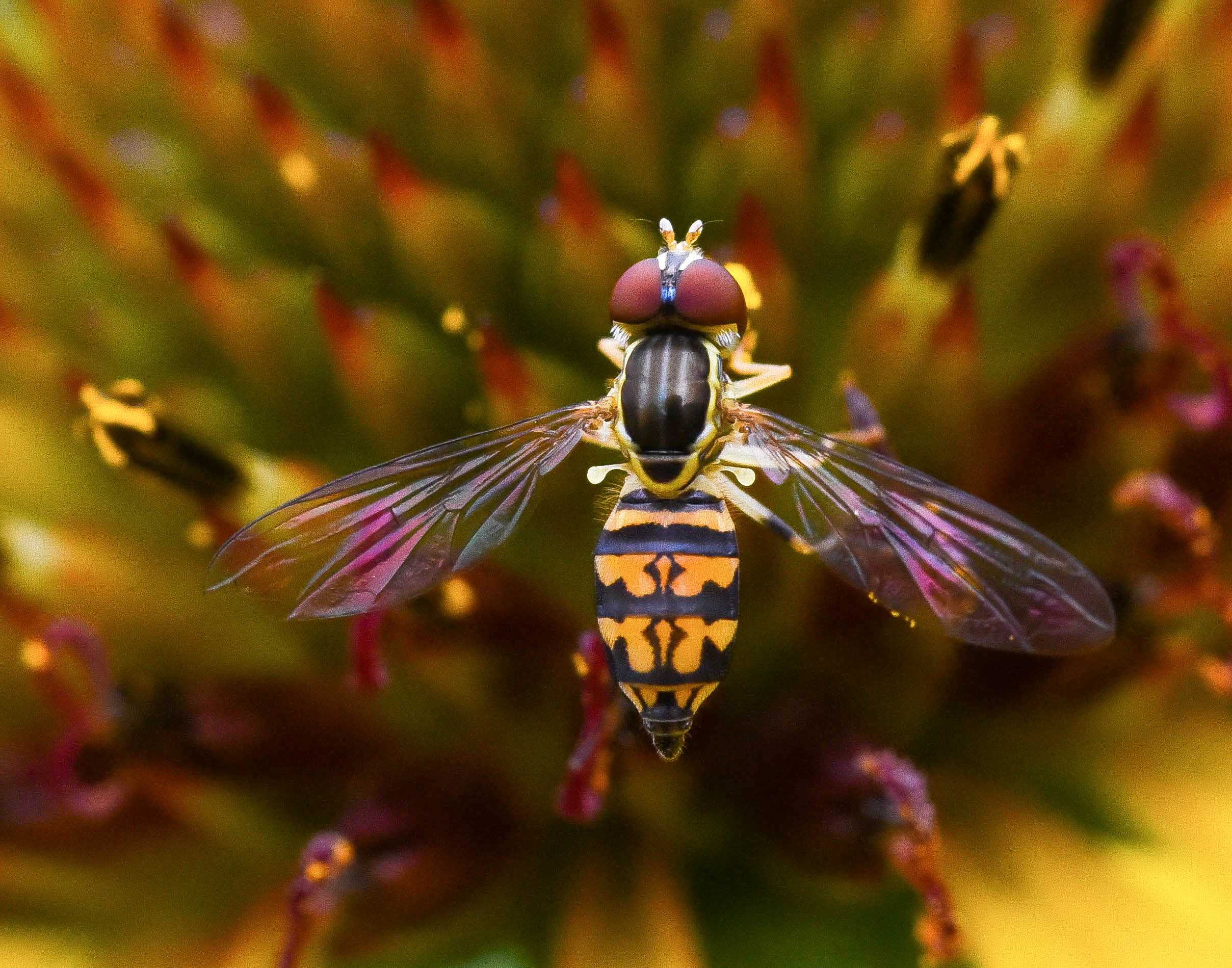 Amateur- Honorable Mention- Nature macro & micro- Cone Flower Bee by Diane Hunt