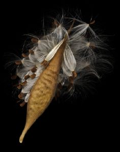 Amateur- Honorable Mention- Nature Macro Micro- Milkweed Seed Pod by Karl Leck