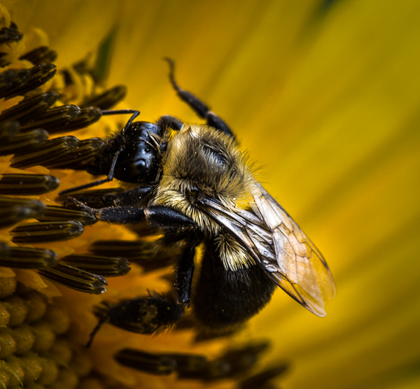 Amateur- Honorable Mention- Nature Macro Micro- Bee on Sunflower by Robert Howard